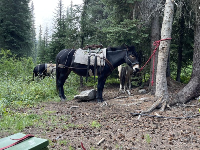 off-grid-adventures-horses-IMG_7698-2000px-c82